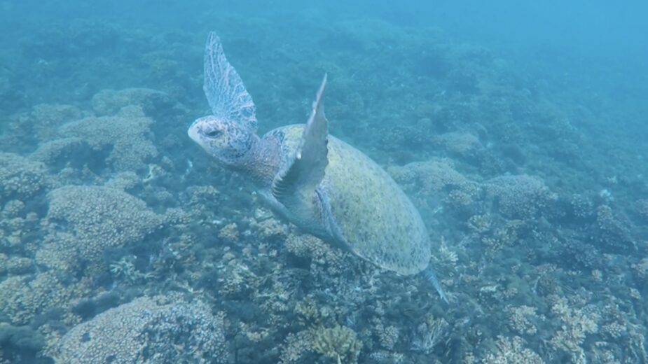 Panama- Discover Coiba